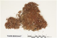 藏品(薄羅苔科)的圖片